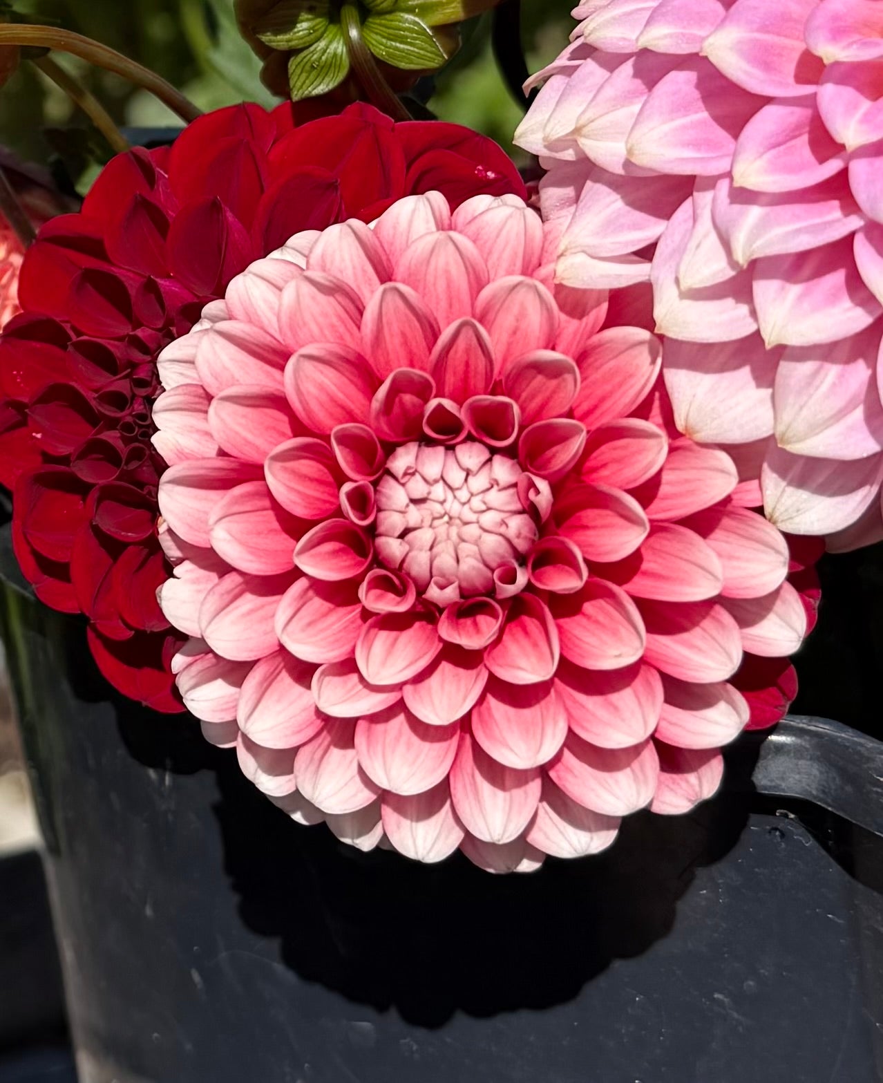 Florelie Cosmic Romance