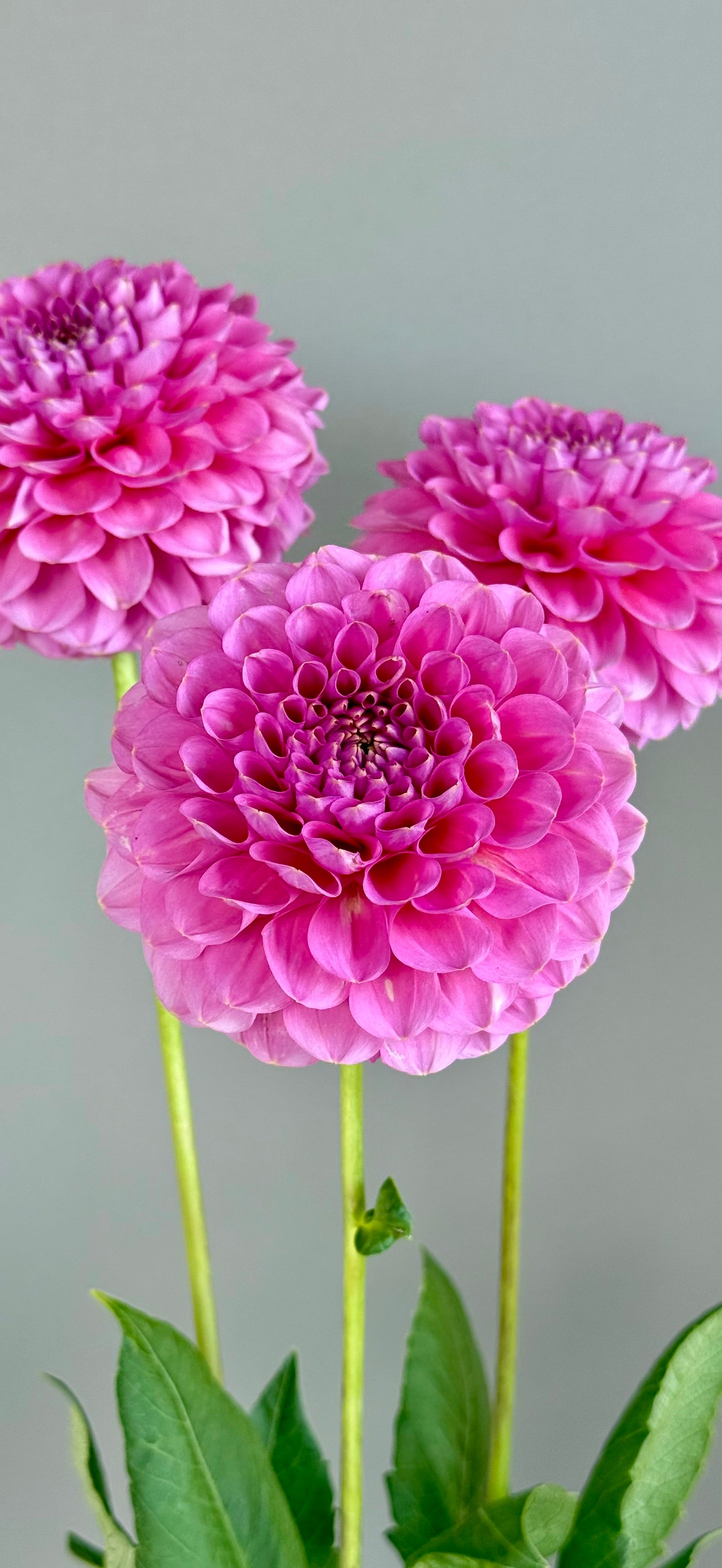 Florelie Lizzie Lou