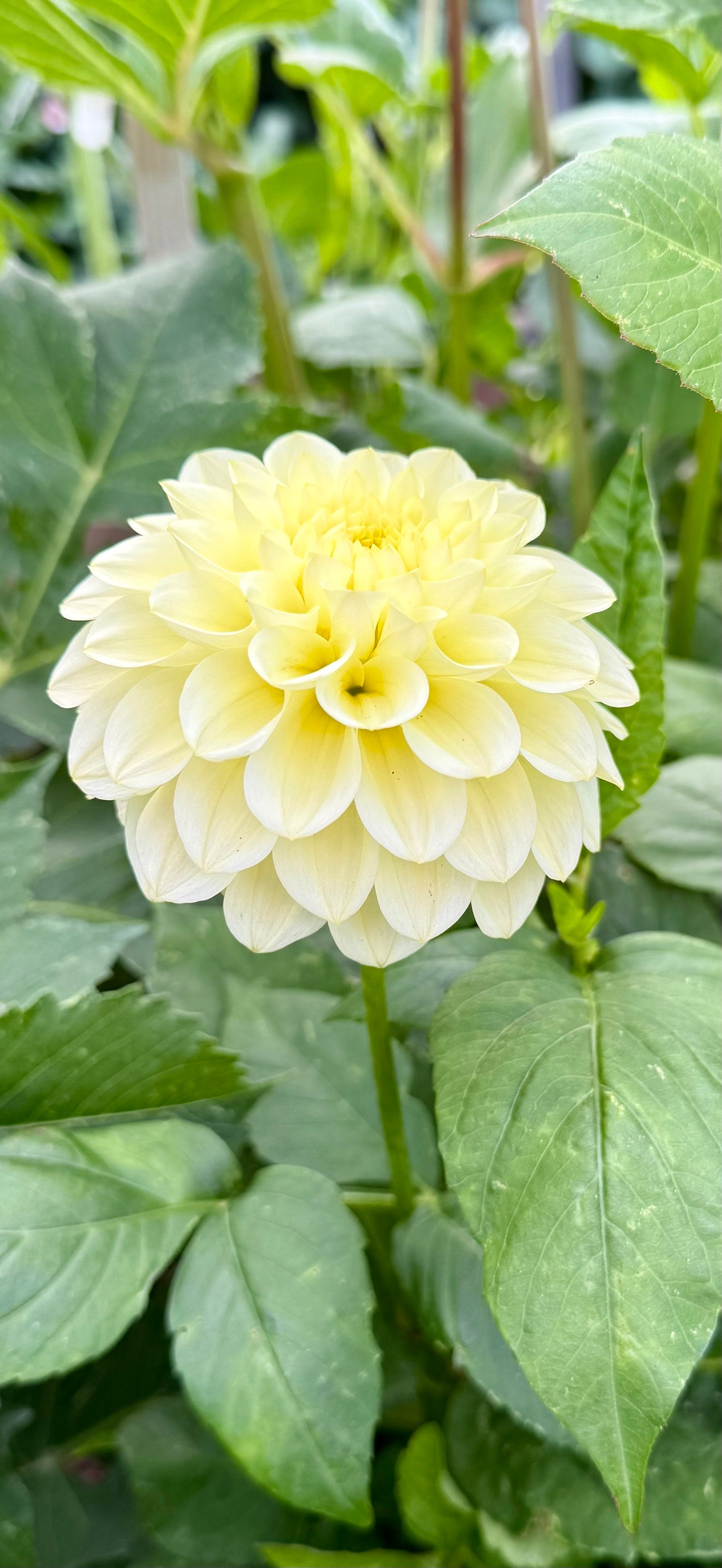 Florelie Limonata