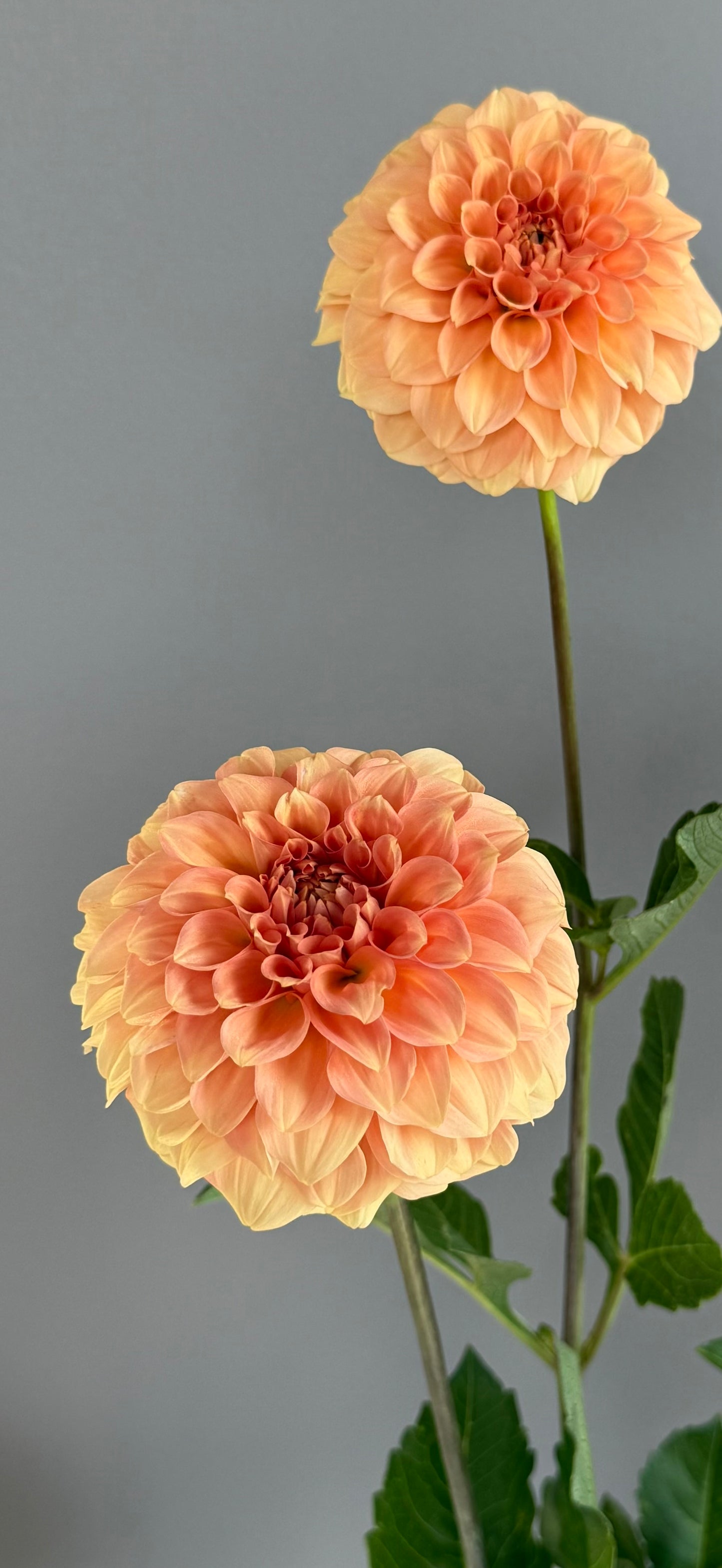 Florelie Nectar