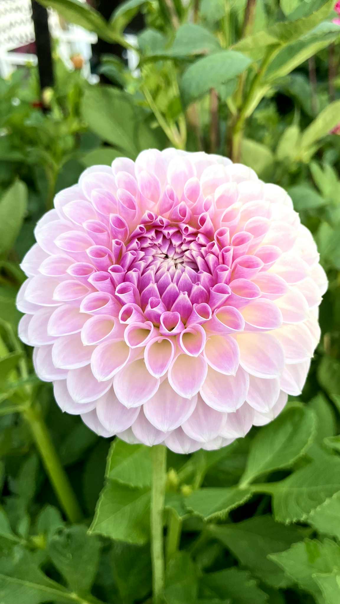 Seed packs - Individual variety available