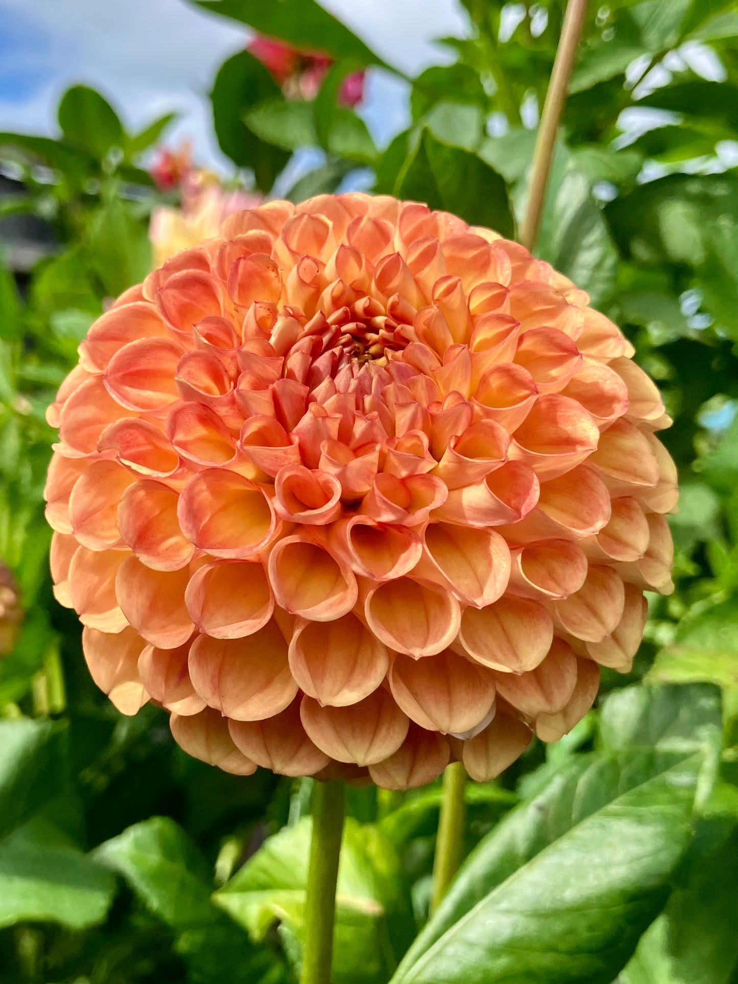 Sheila