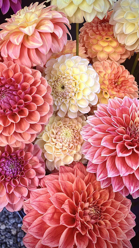 Seed packs - Individual variety available