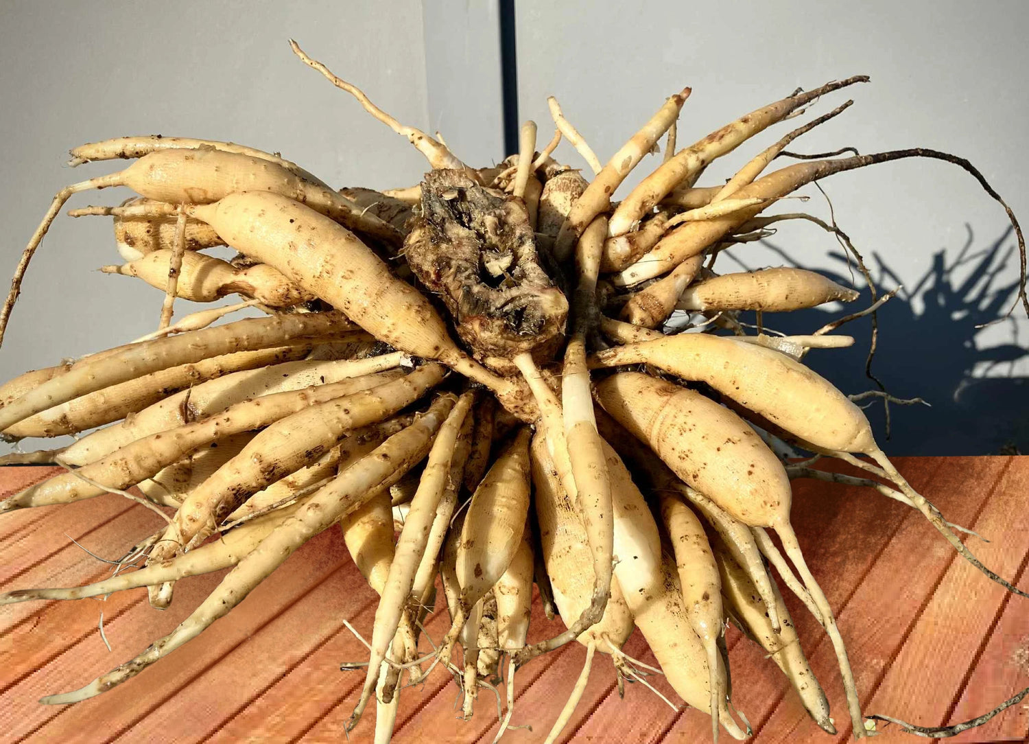 Tubers