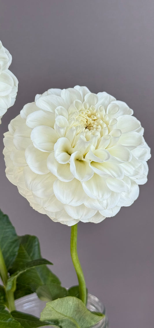 Warraview Wedding Lace