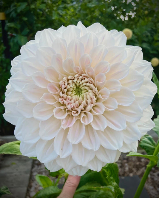 Everbloom First Dance