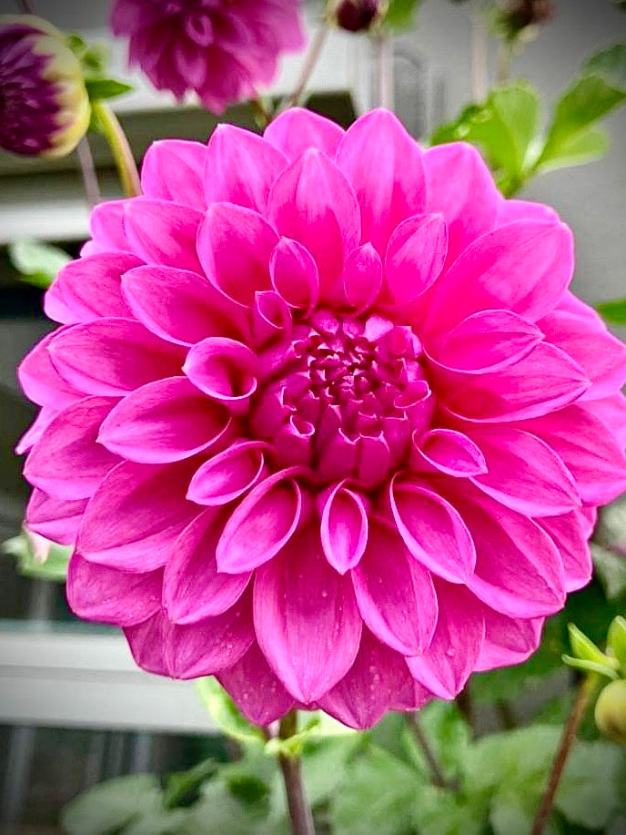 Our Jo - Hansford’s Dahlias