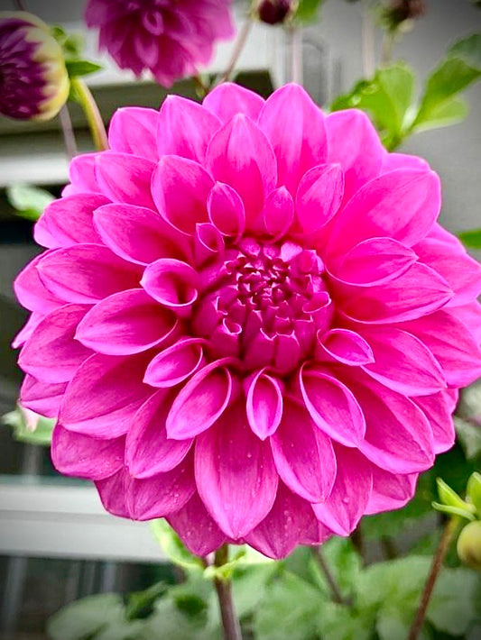 Our Jo - Hansford’s Dahlias