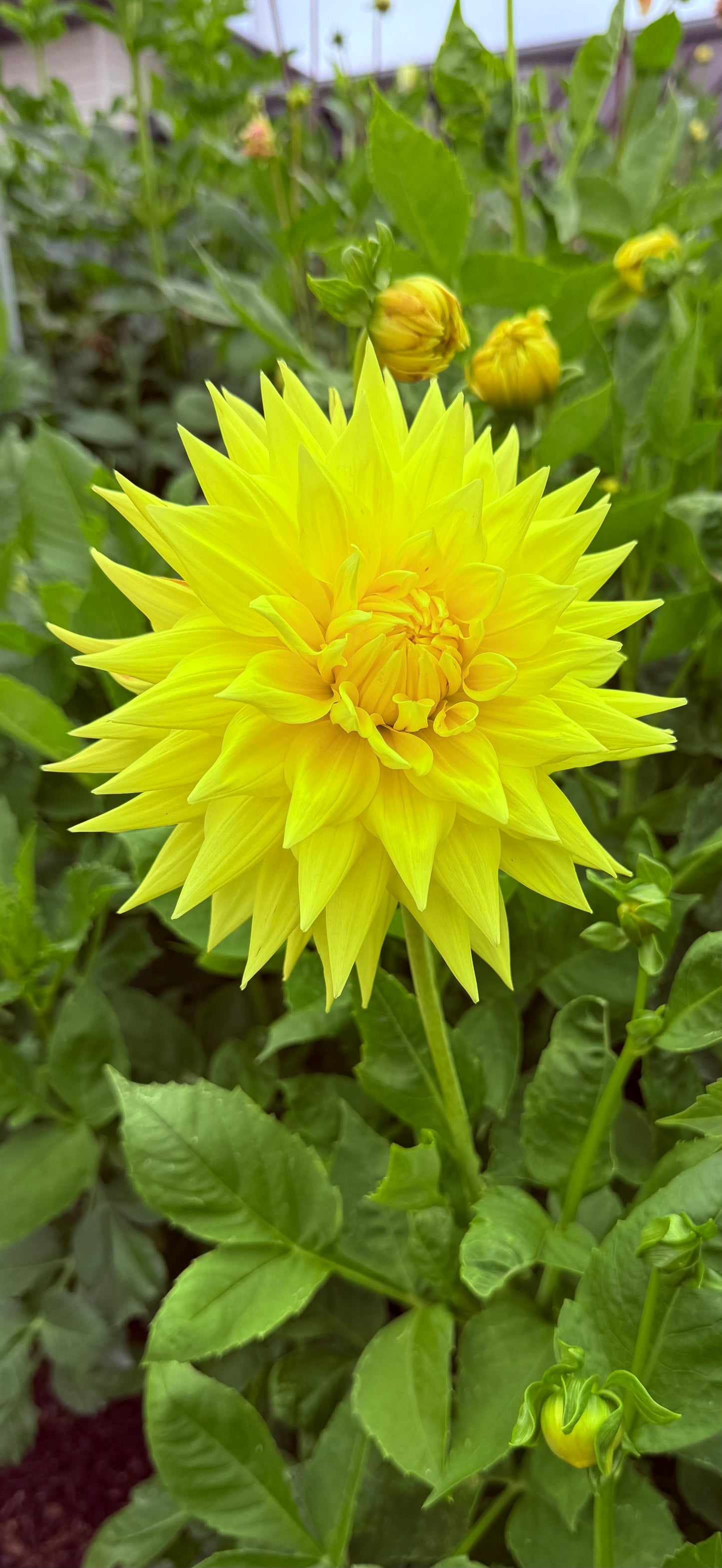 WV Starburst