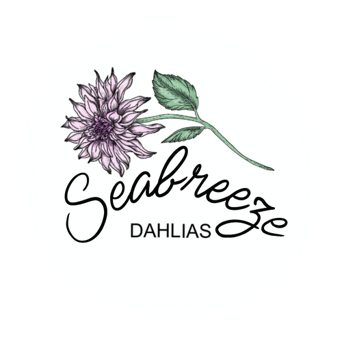 Seabreeze Dahlias