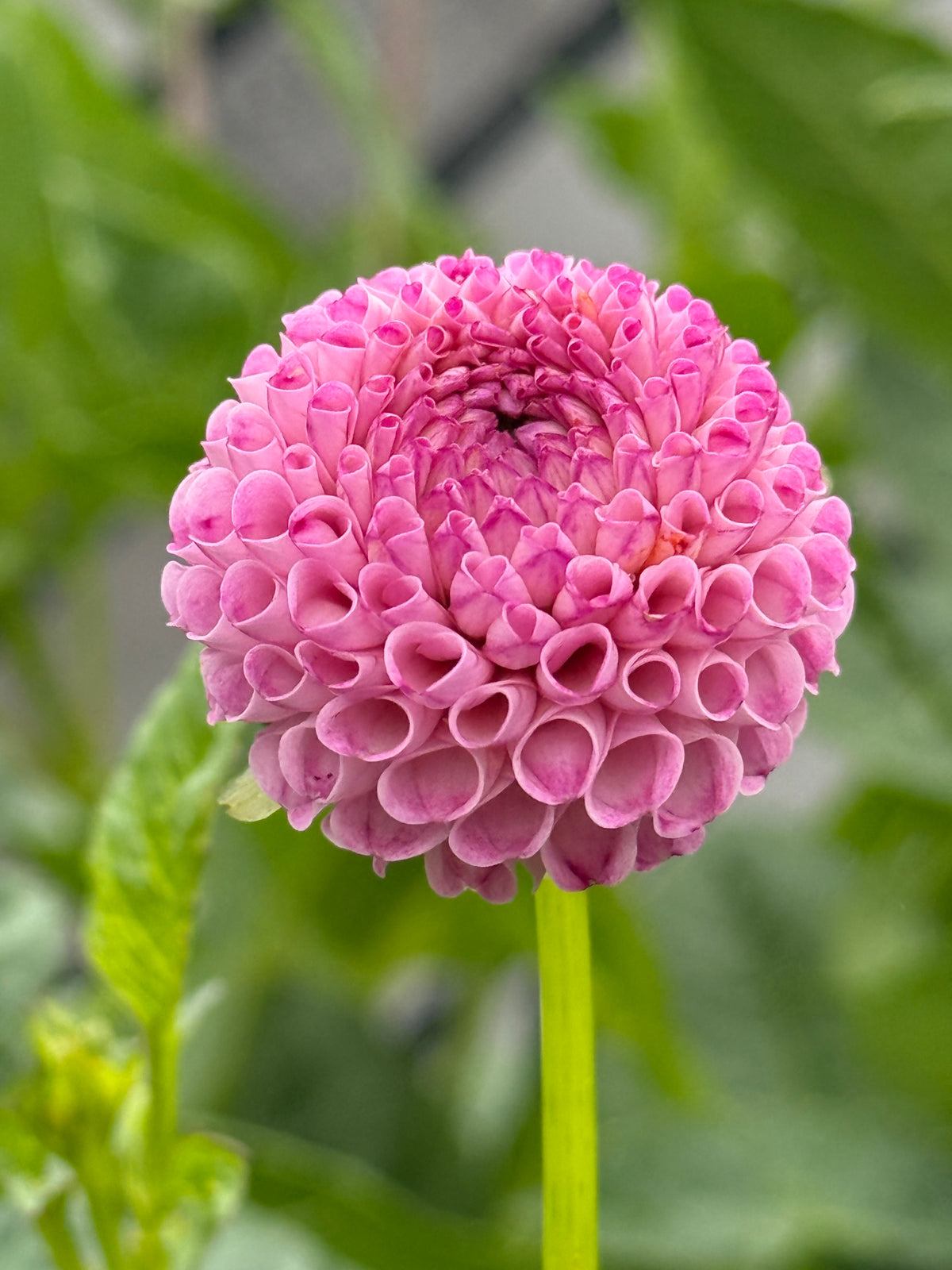 Pam - Pompom