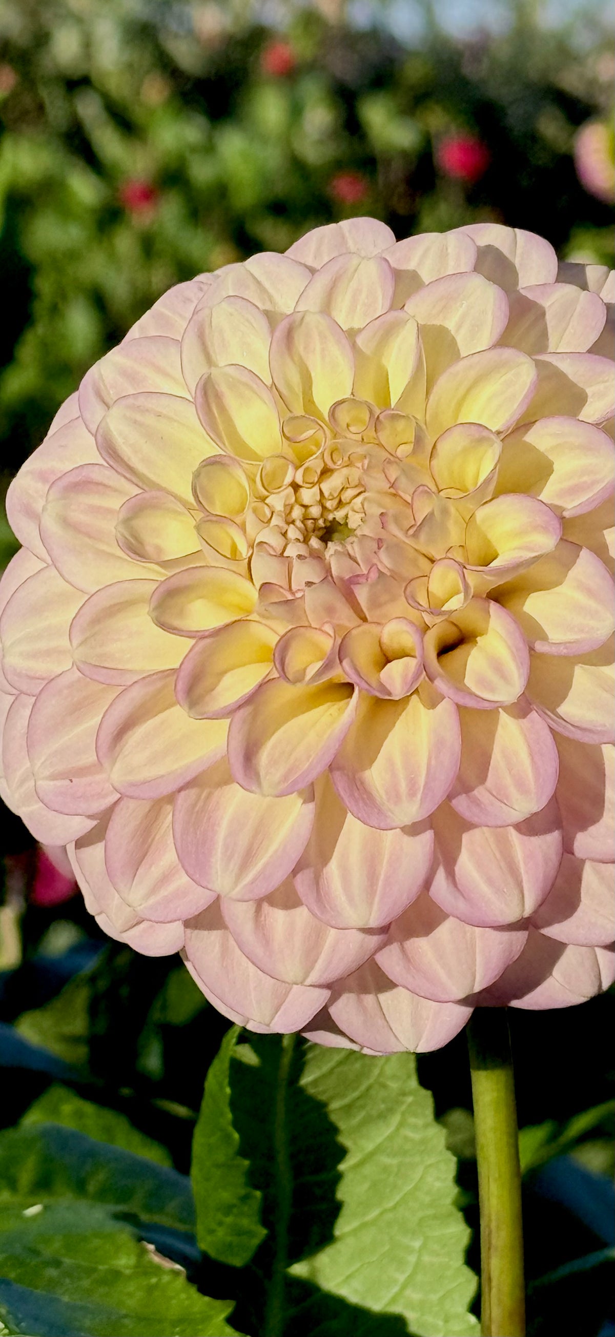 Everbloom Artemis