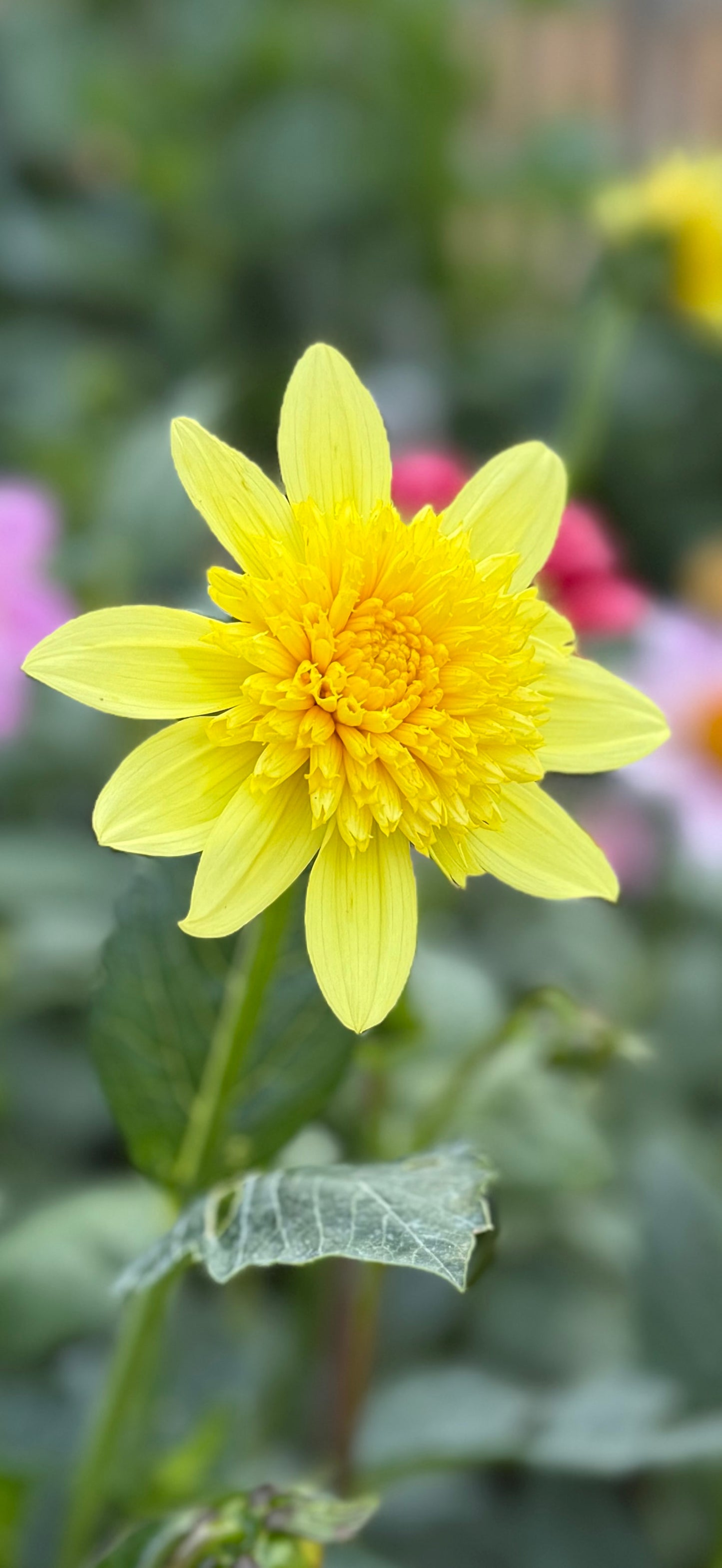 Sandia Sunbonnet