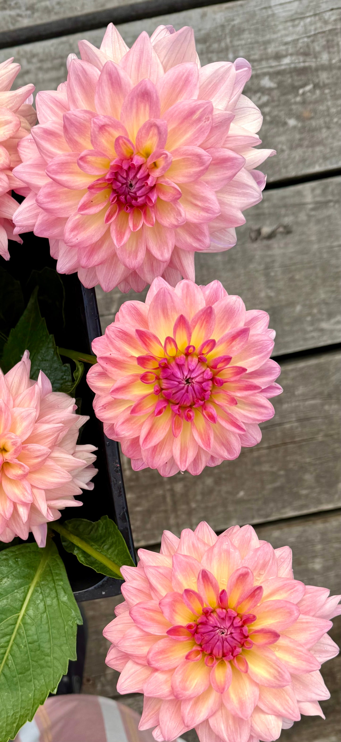 Everbloom Lullaby