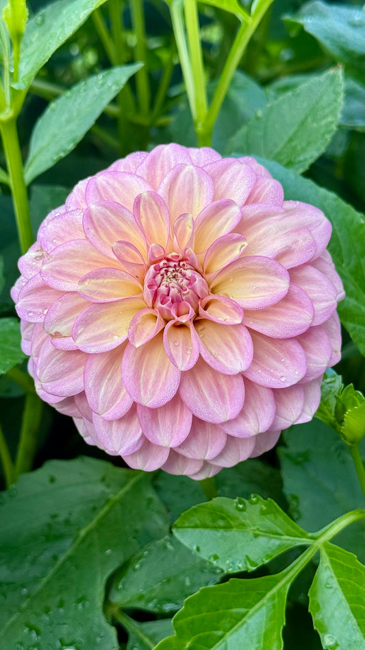 Everbloom Artemis