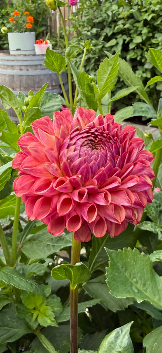 Hapet Coppery