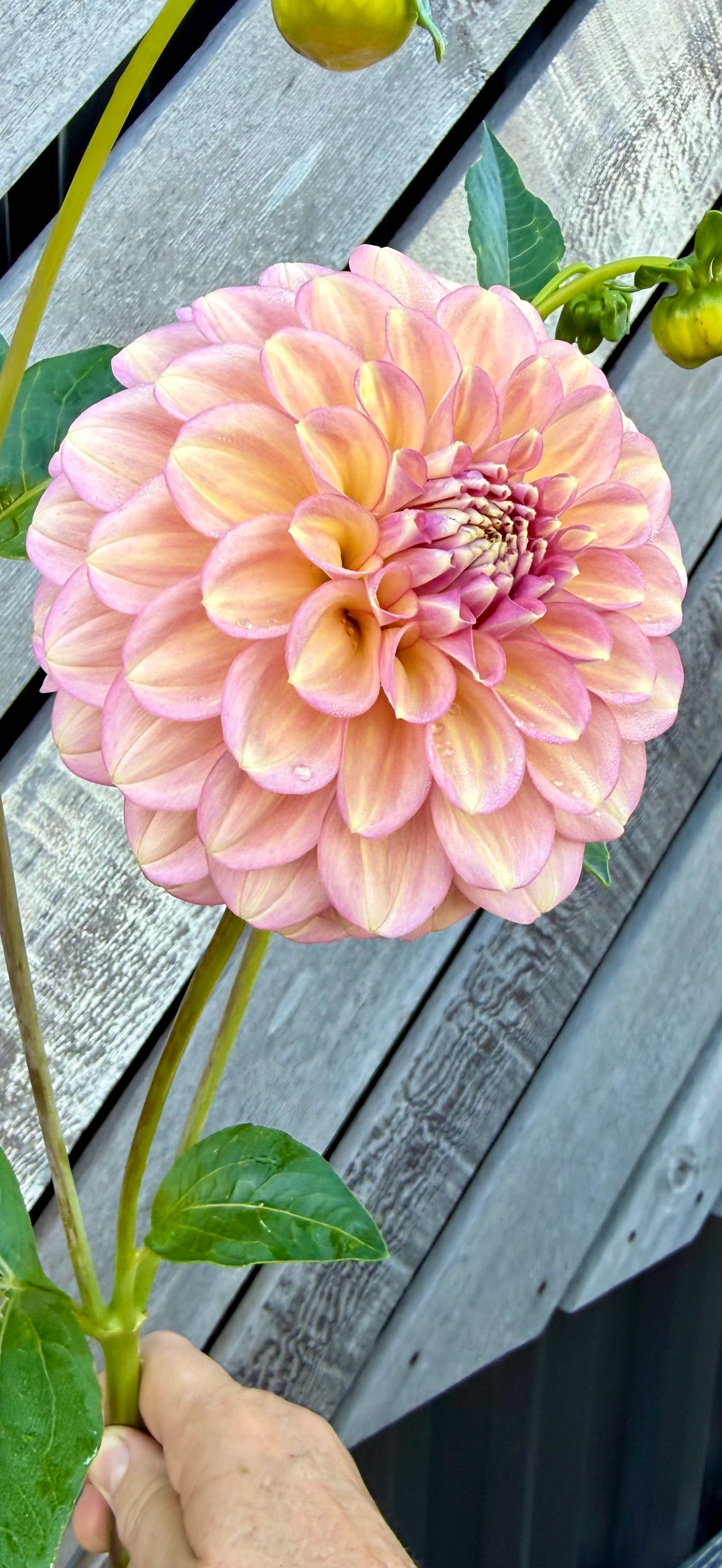 Everbloom Artemis
