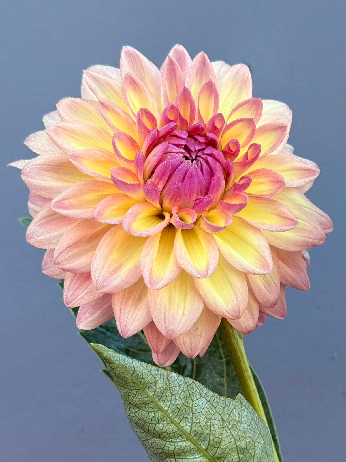 Everbloom Lullaby