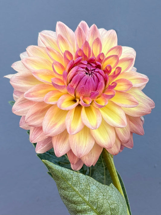 Everbloom Lullaby