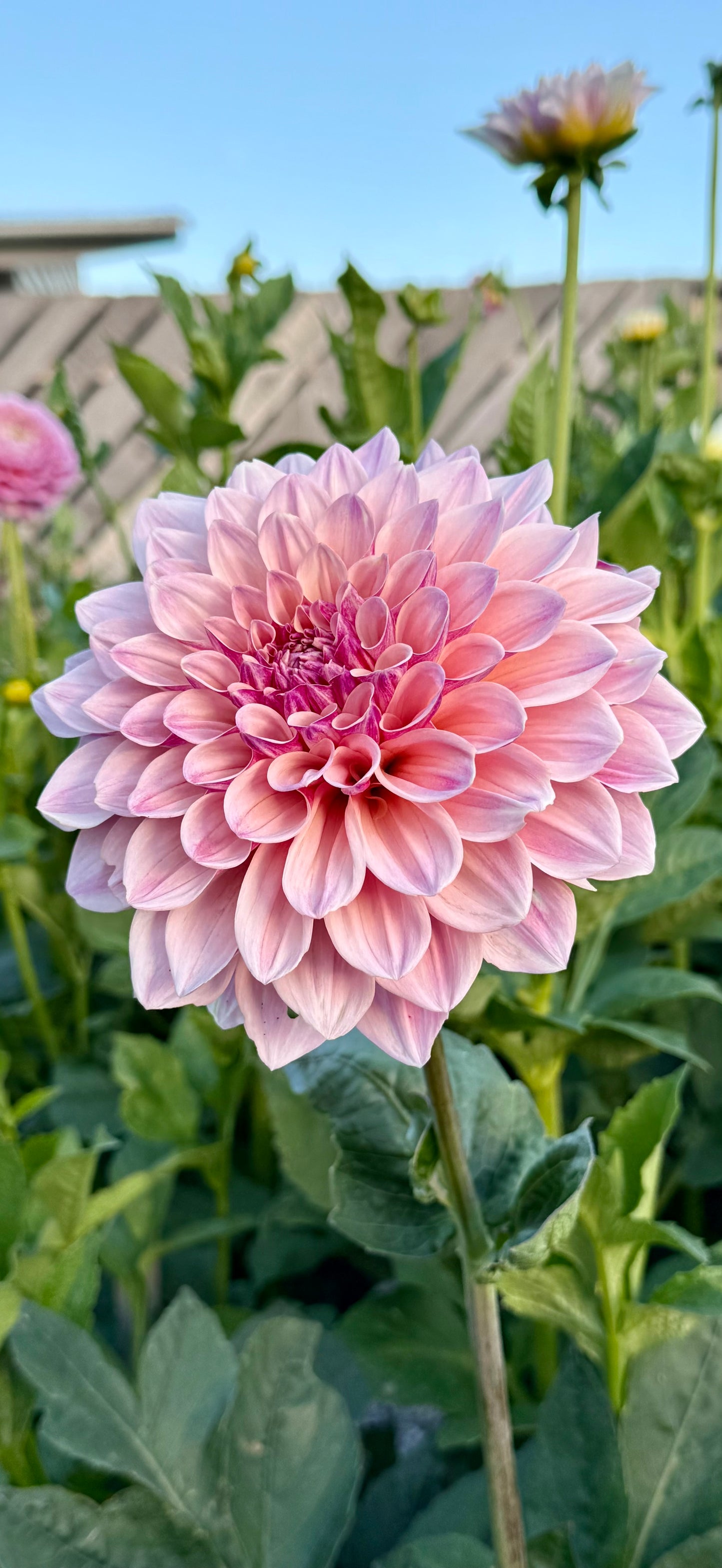 Florelie Antique