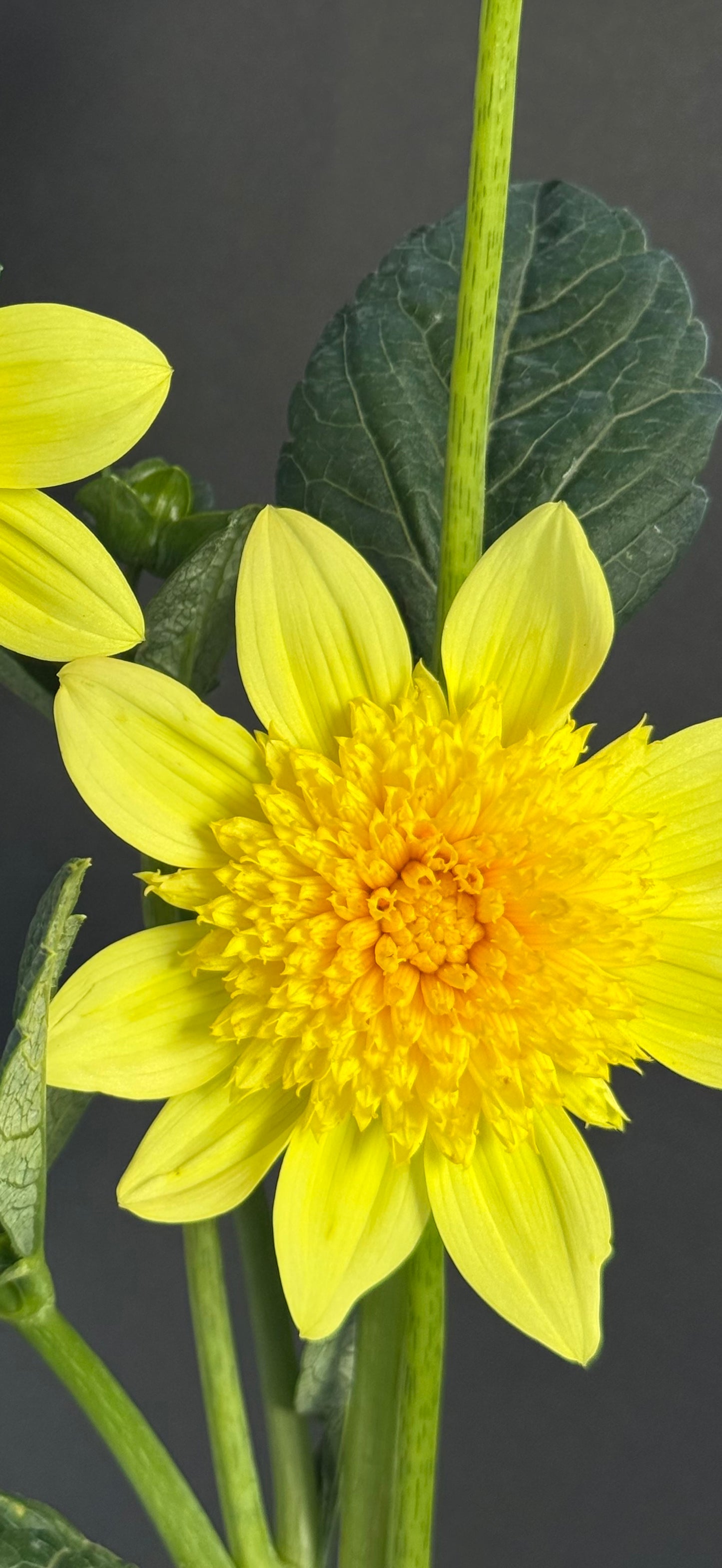 Sandia Sunbonnet