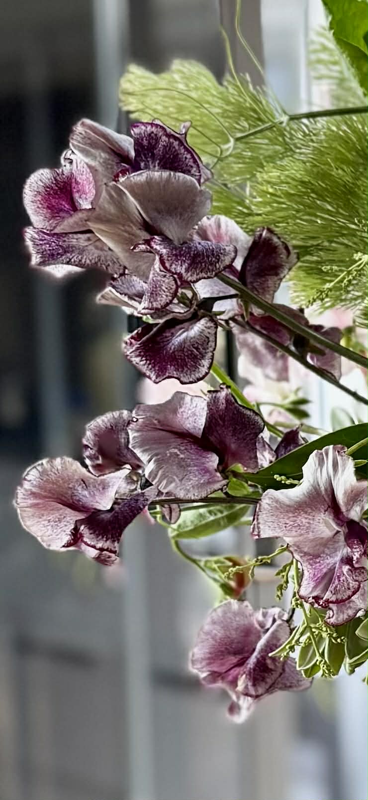 Sweet pea Nimbus