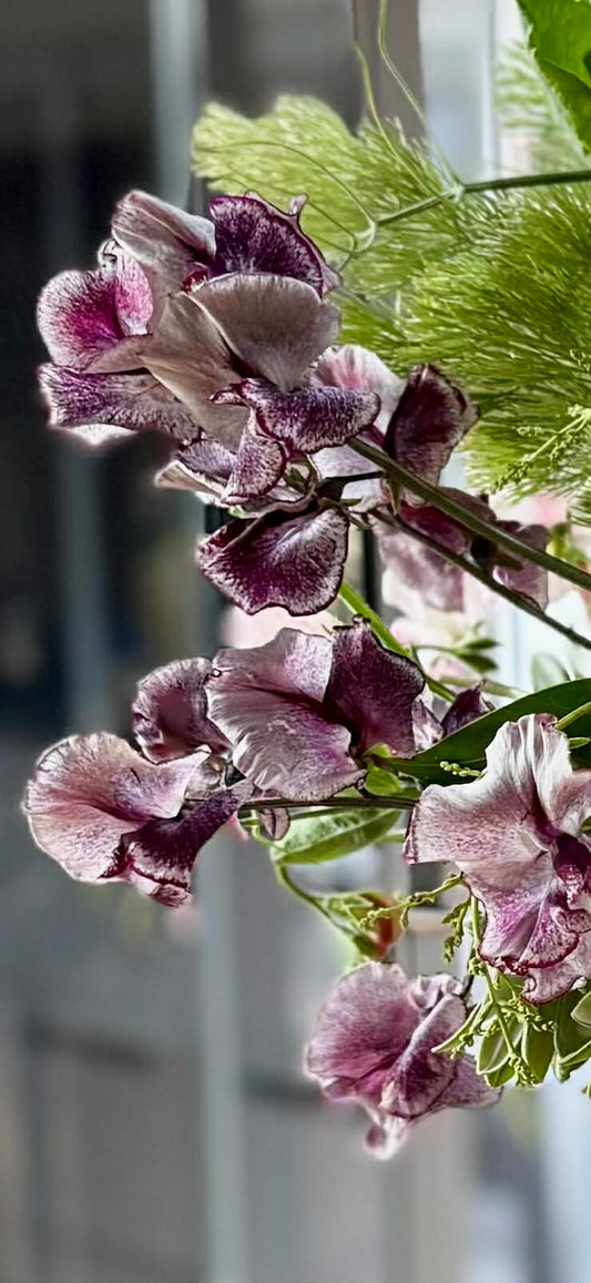 Sweet pea Nimbus