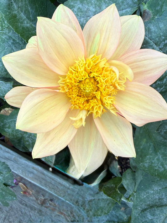 Everbloom Lioness