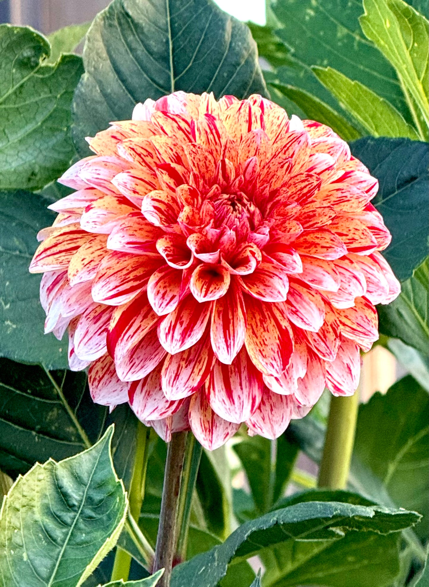 Florelie Circus