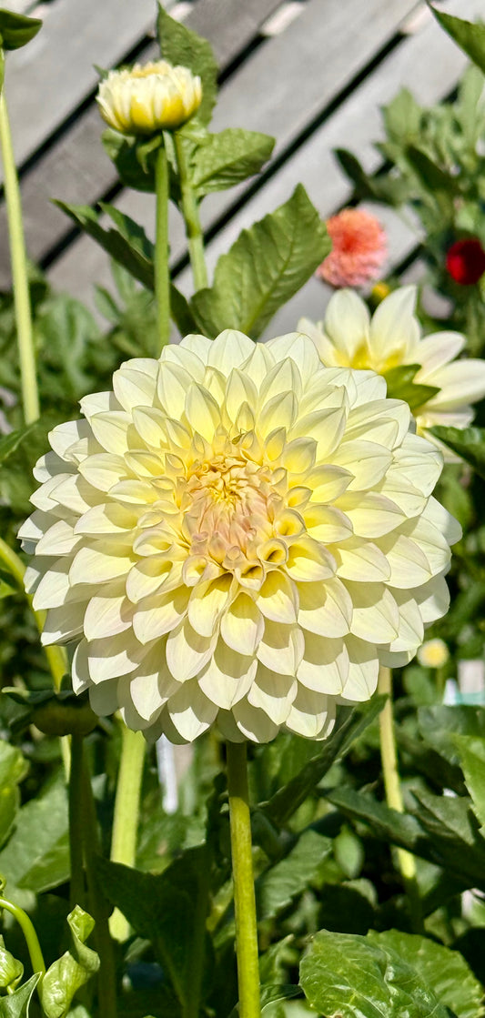 Florelie Grace