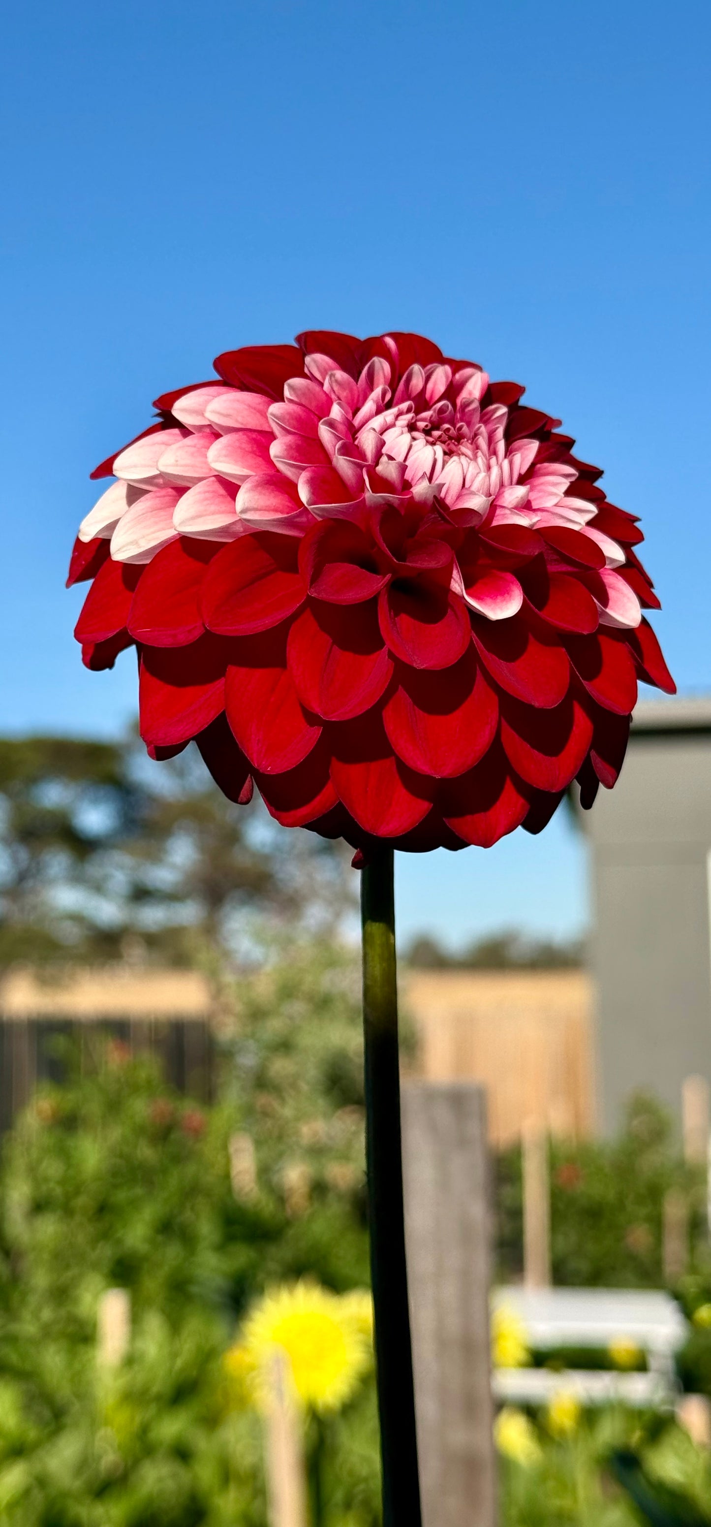 Florelie Cosmic Romance