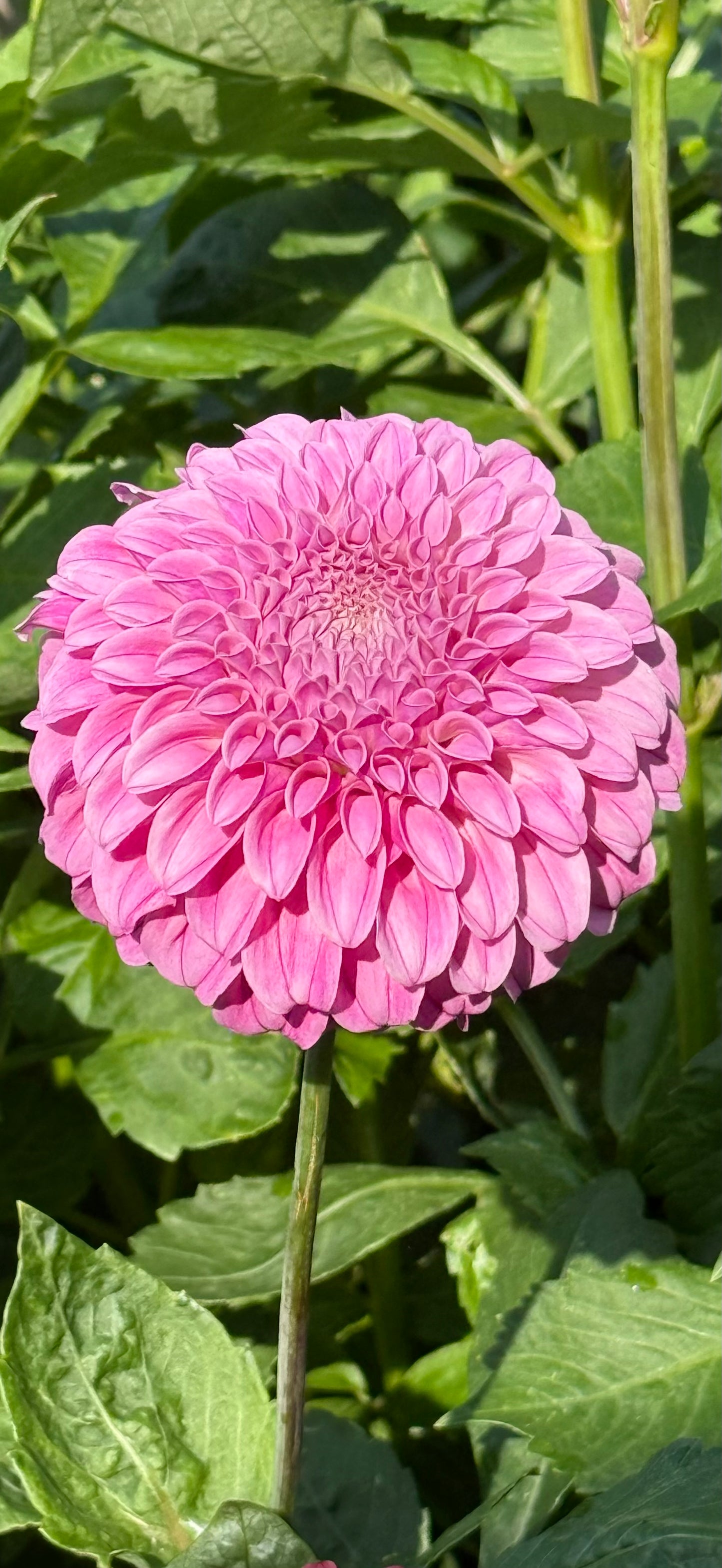 Mellum Nina