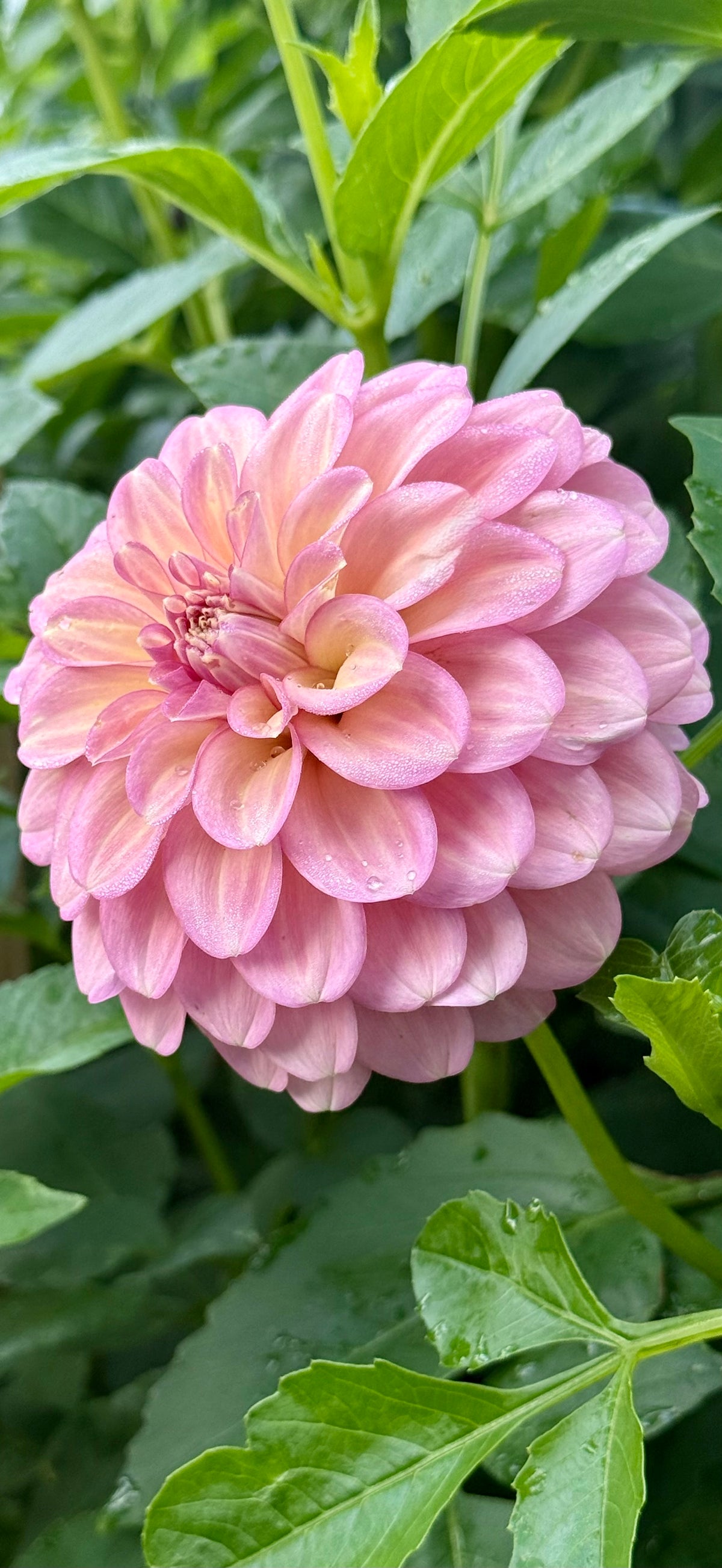 Everbloom Artemis