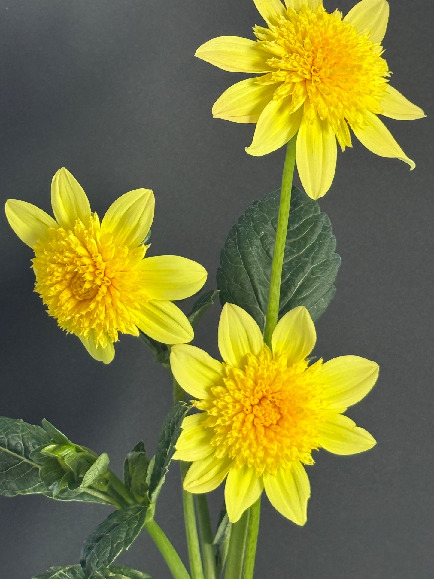 Sandia Sunbonnet