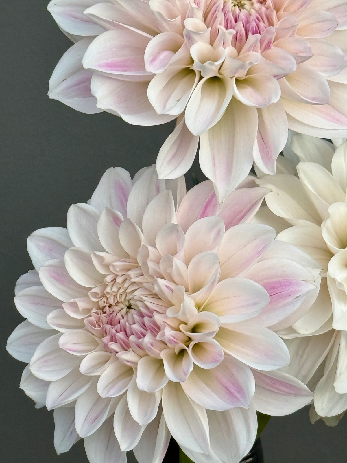 Everbloom First Dance
