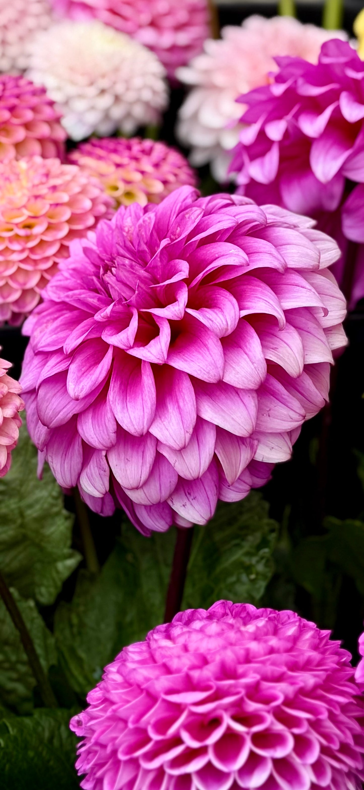 Our Jo - Hansford’s Dahlias