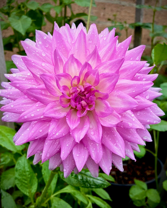 Maggie May