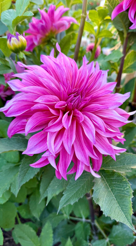 Florelie Meagan
