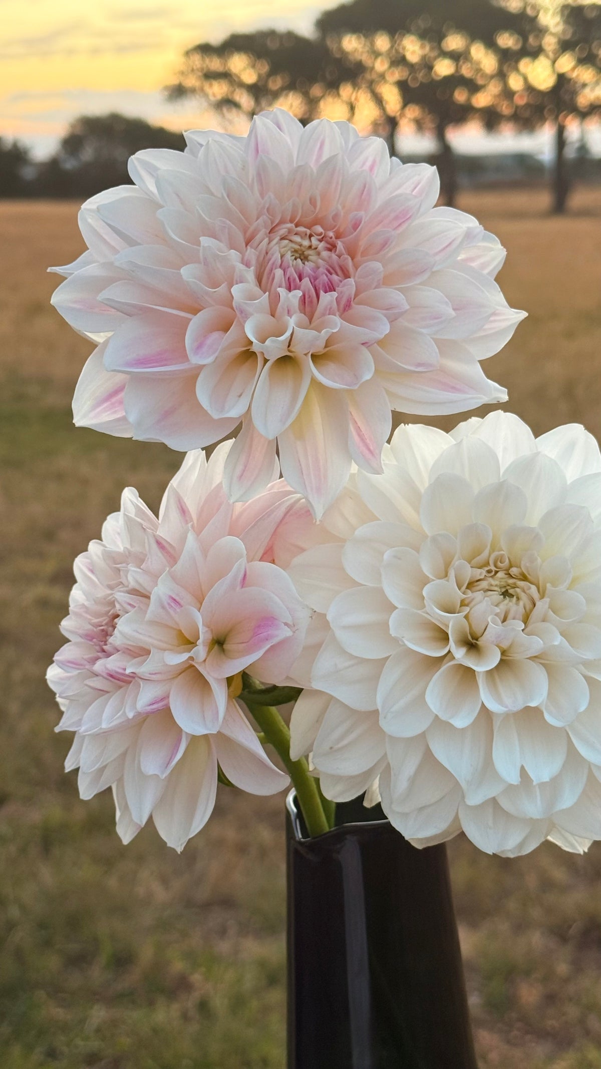 Everbloom First Dance