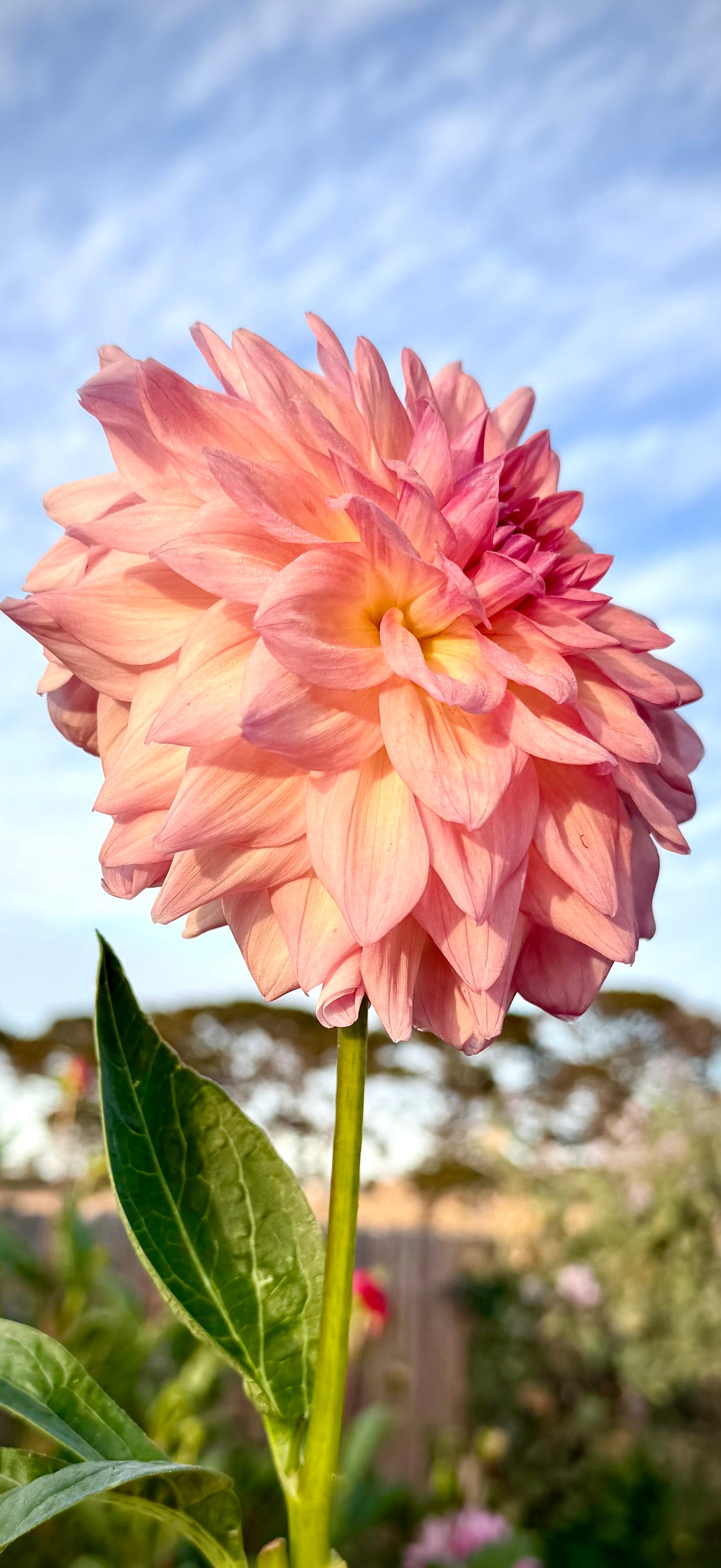 Everbloom Lullaby