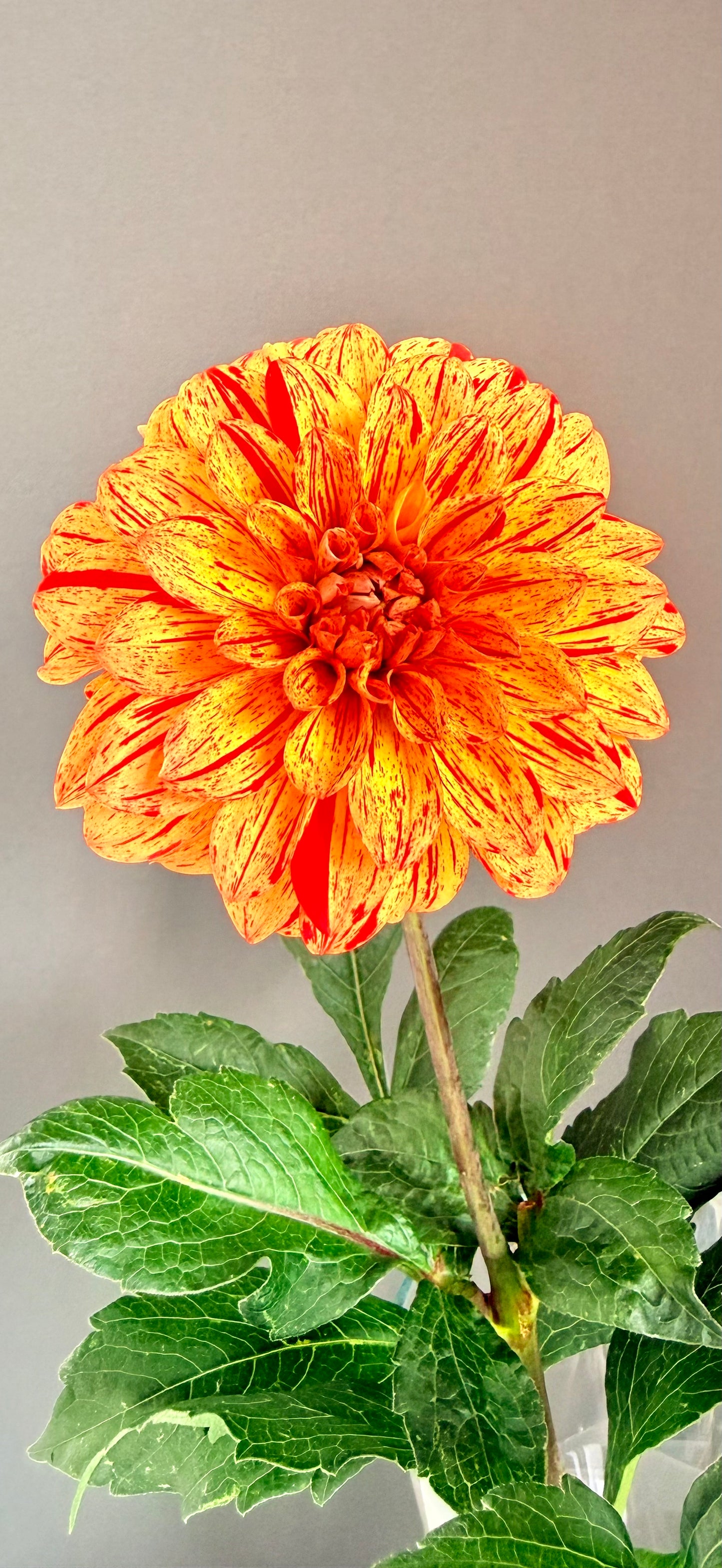 Florelie Circus