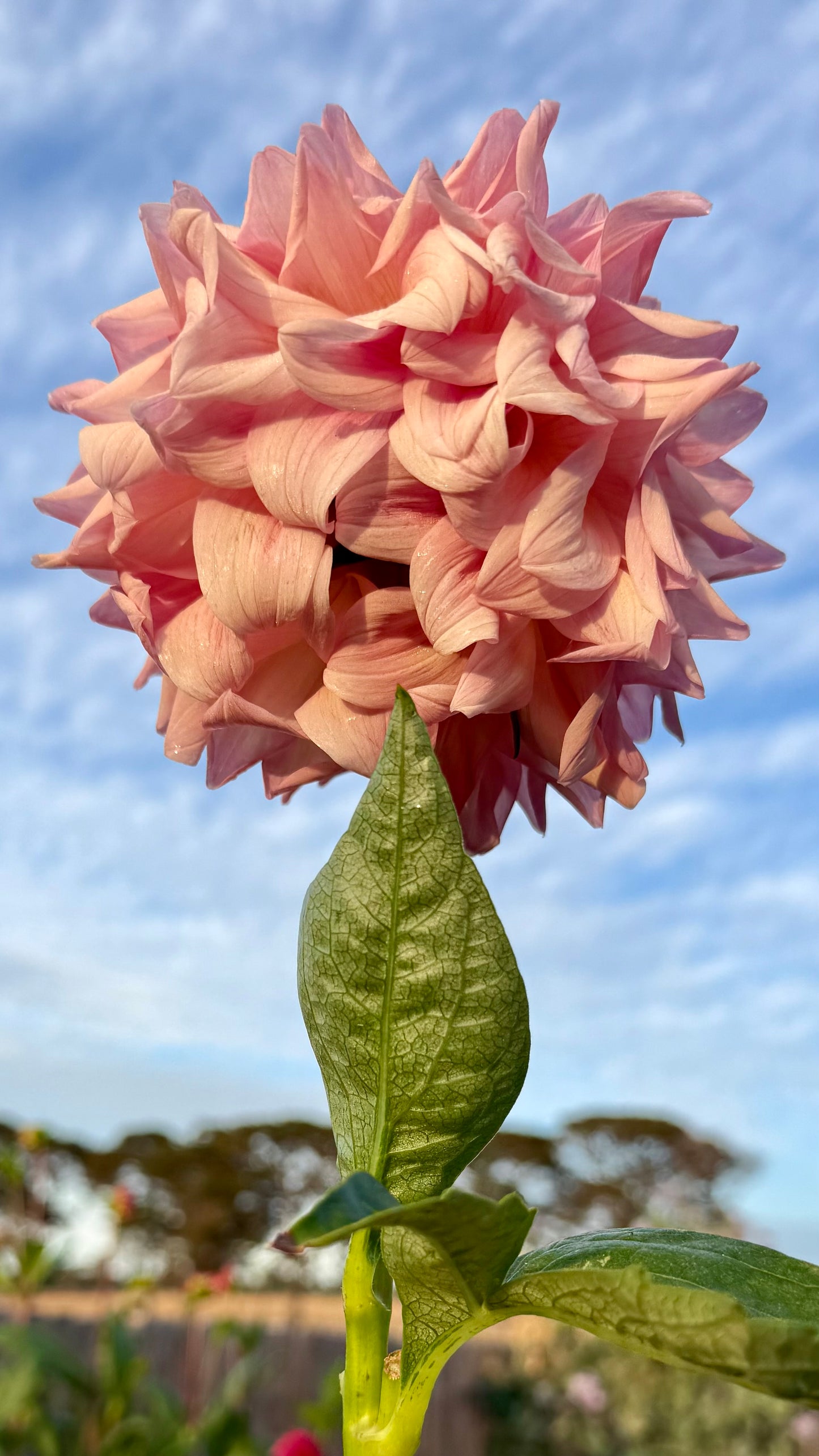 Everbloom Lullaby
