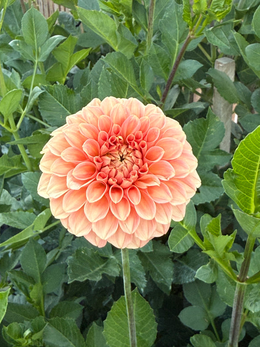 Florelie Nectar