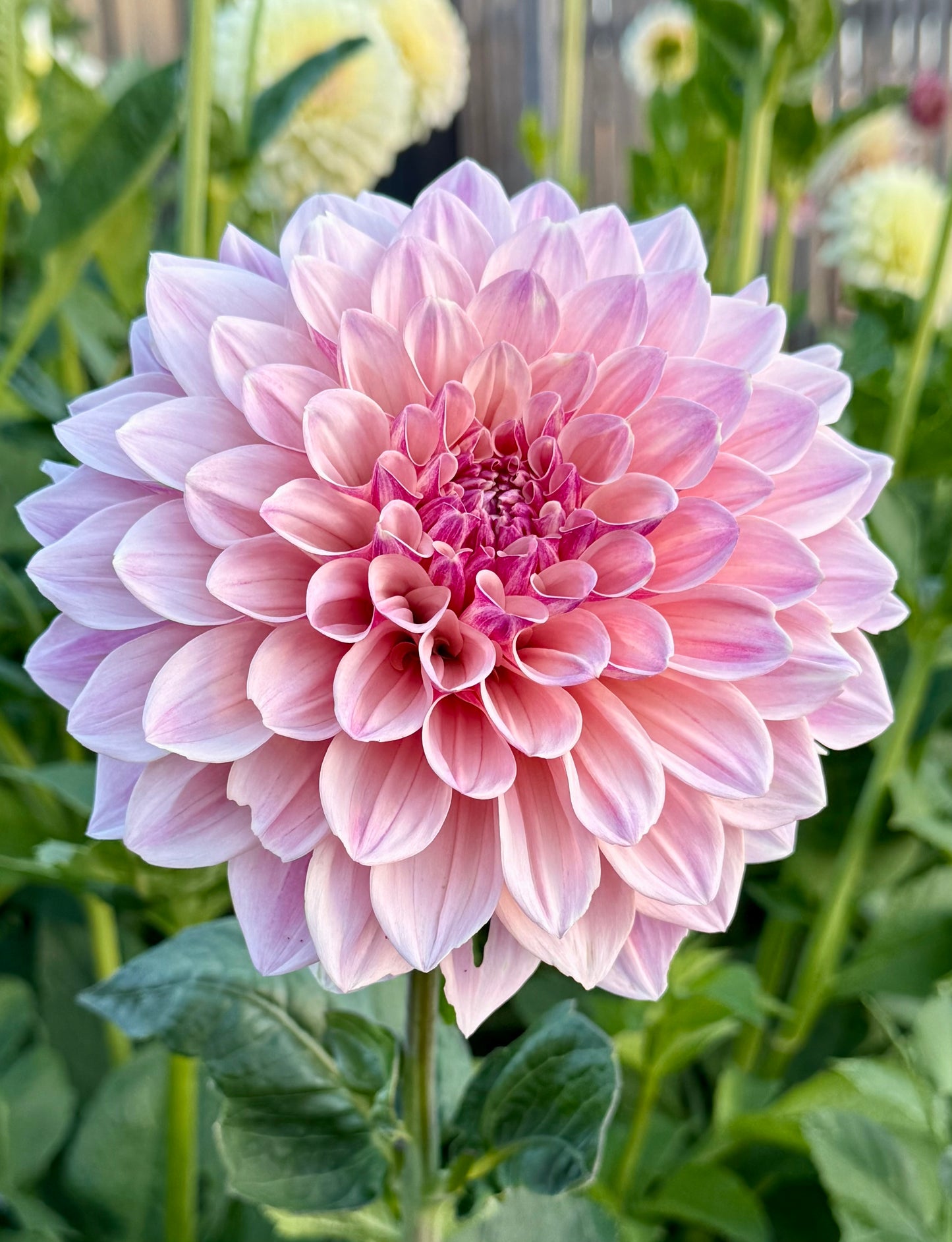 Florelie Antique