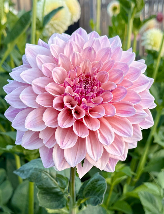 Florelie Antique