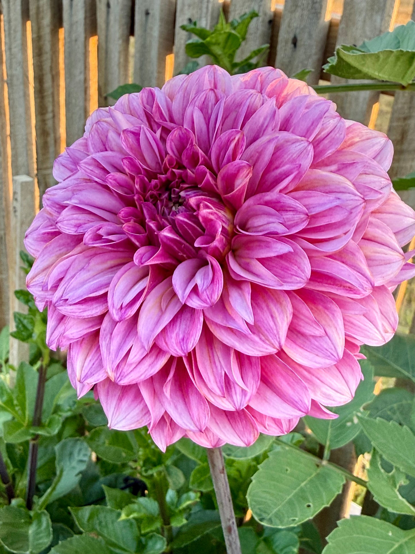 Lileah Pink Petticoats