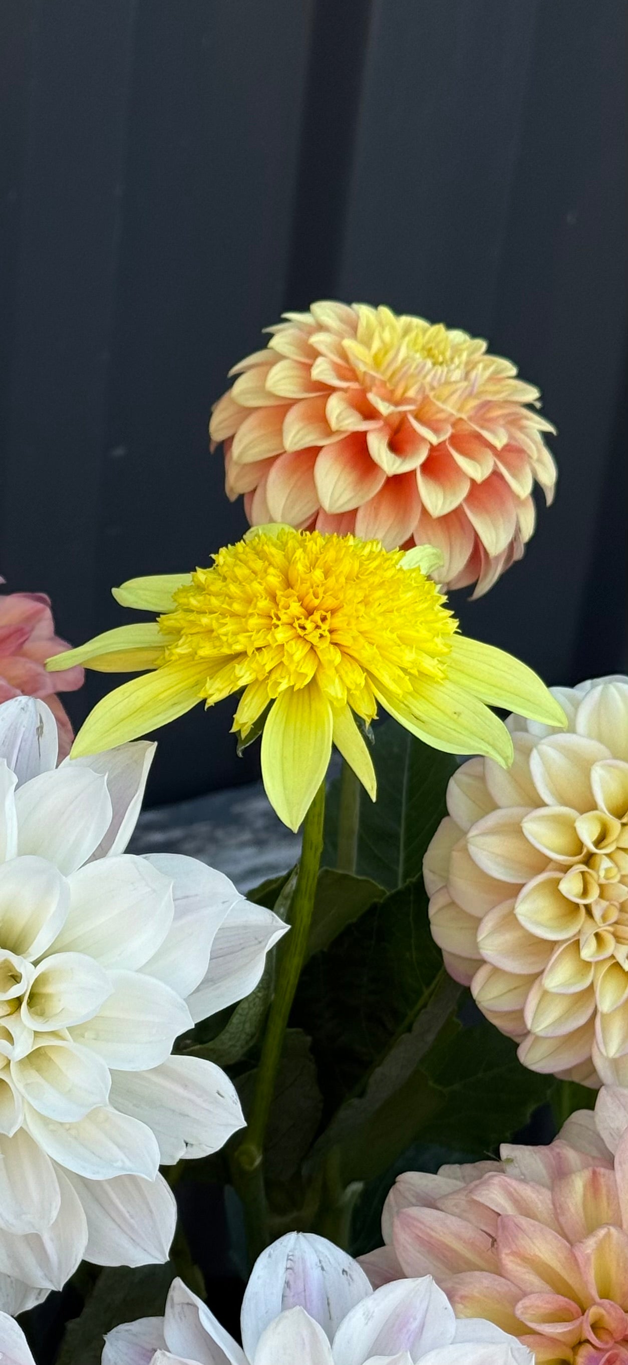 Sandia Sunbonnet