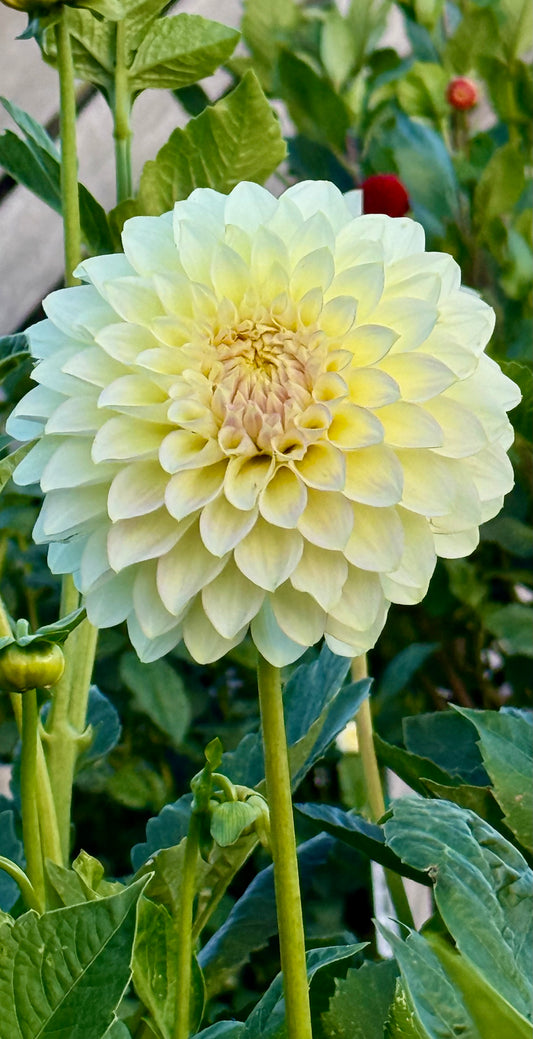 Florelie Grace