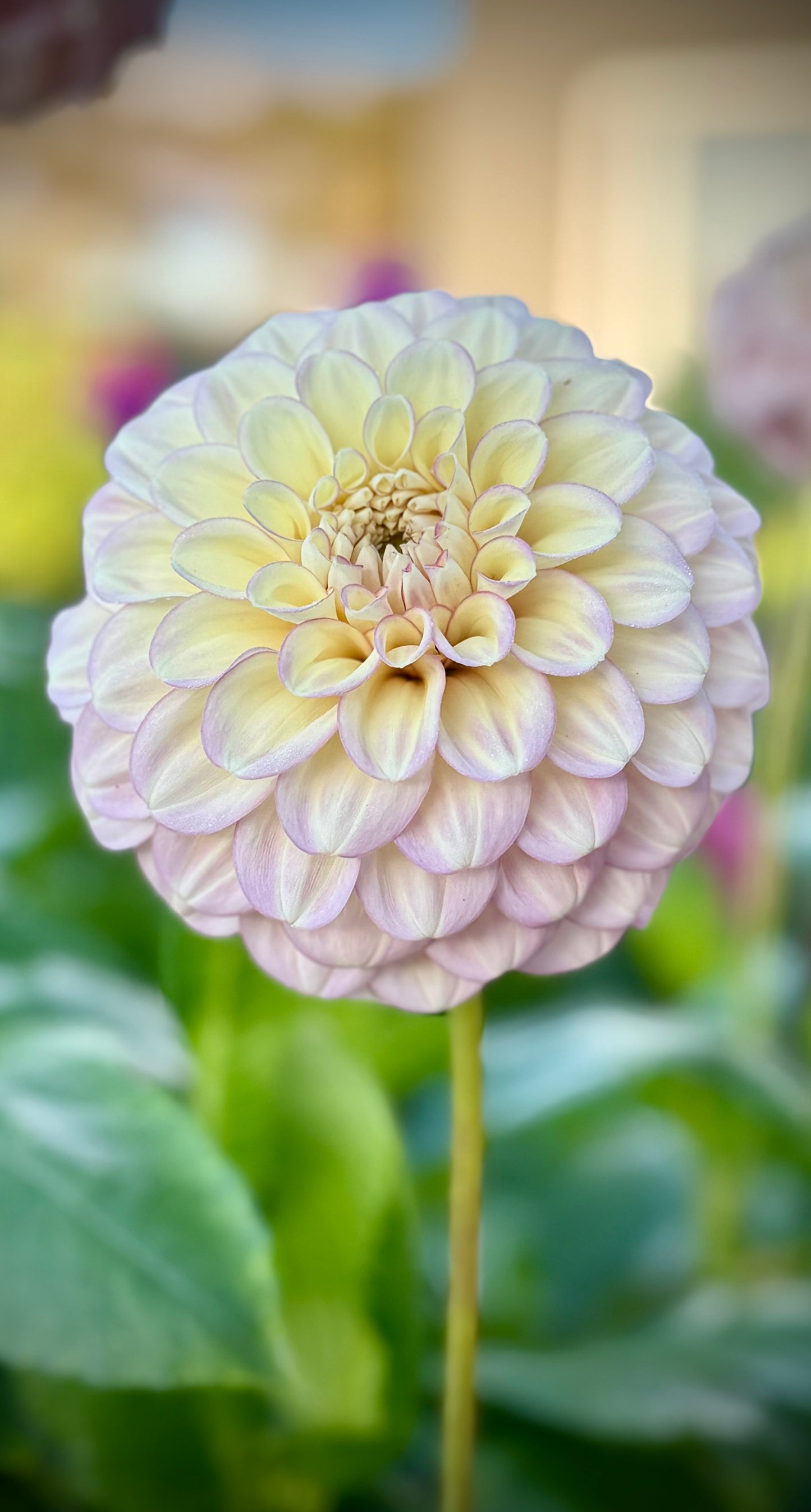 Everbloom Artemis