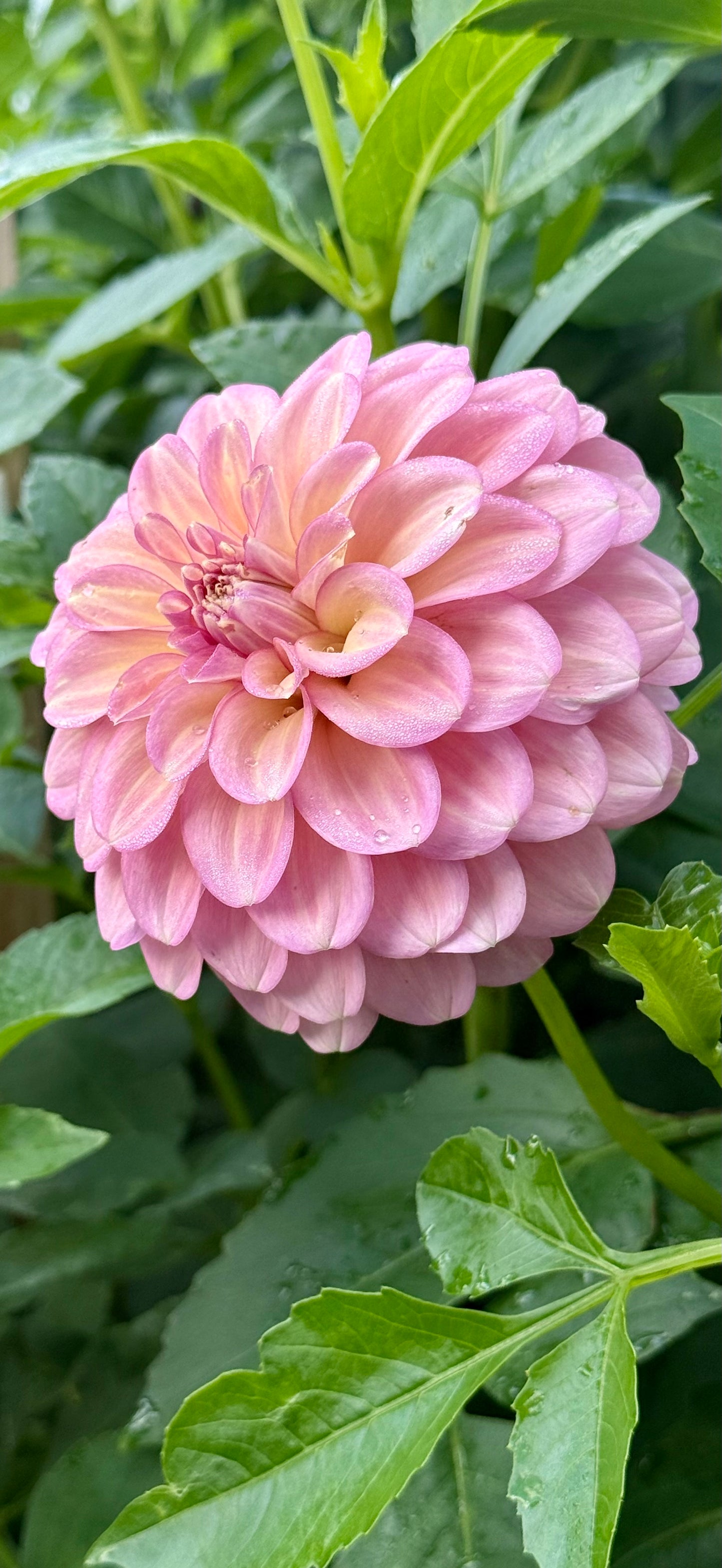 Everbloom Artemis